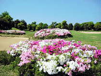 �S���t��ʐ^